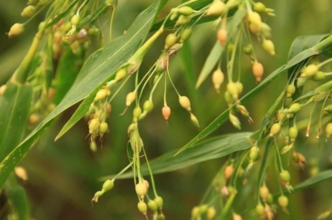 山薏米植物图片