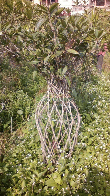 花瓶造型桂花树地栽苗批发