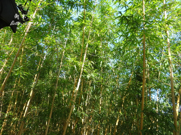 五步香植物图片