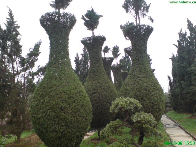 偶的工作是种花养草,介绍个好东东给大家认识,龙柏造型的大