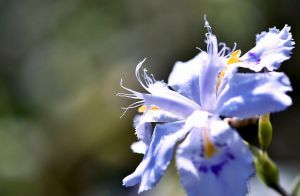 清新淡雅鸢尾花图片