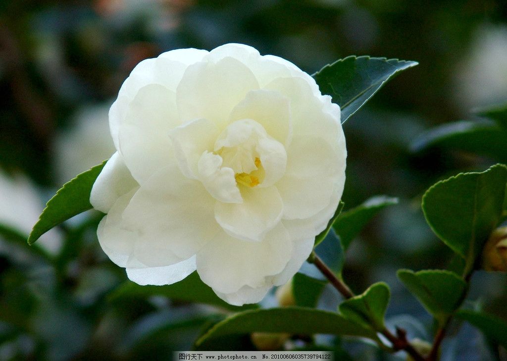 山茶花 风景 植物 花卉 花木 花朵 白山茶 绿叶 花香 花语 竞放 盛开