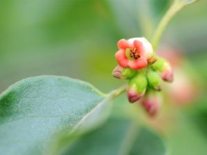 软枣花图片欣赏