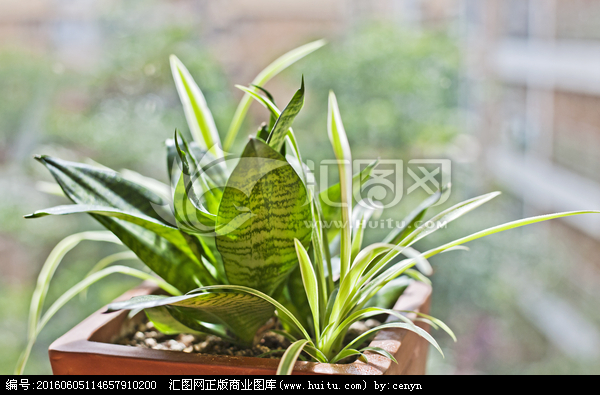 《花卉》 兰花 虎皮兰 吊兰 兰草 盆栽