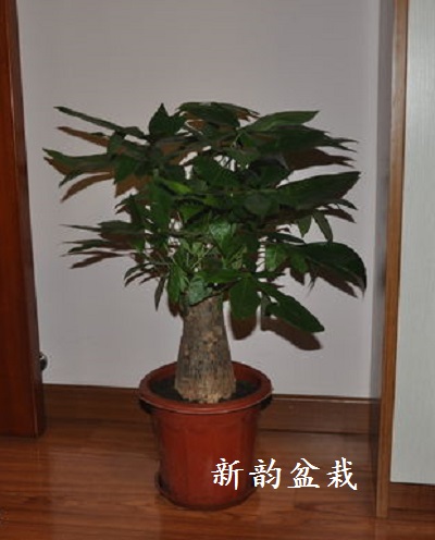 室内绿植盆栽办公室防辐射花卉中型旺财植物独干大发财树盆景带盆