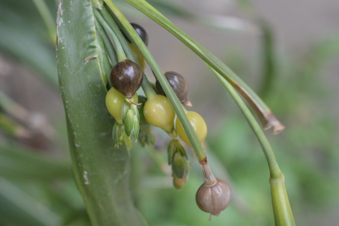 长薏米植物图片