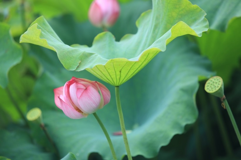 清新淡雅池中荷花图片