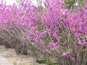 紫荆藤花图片