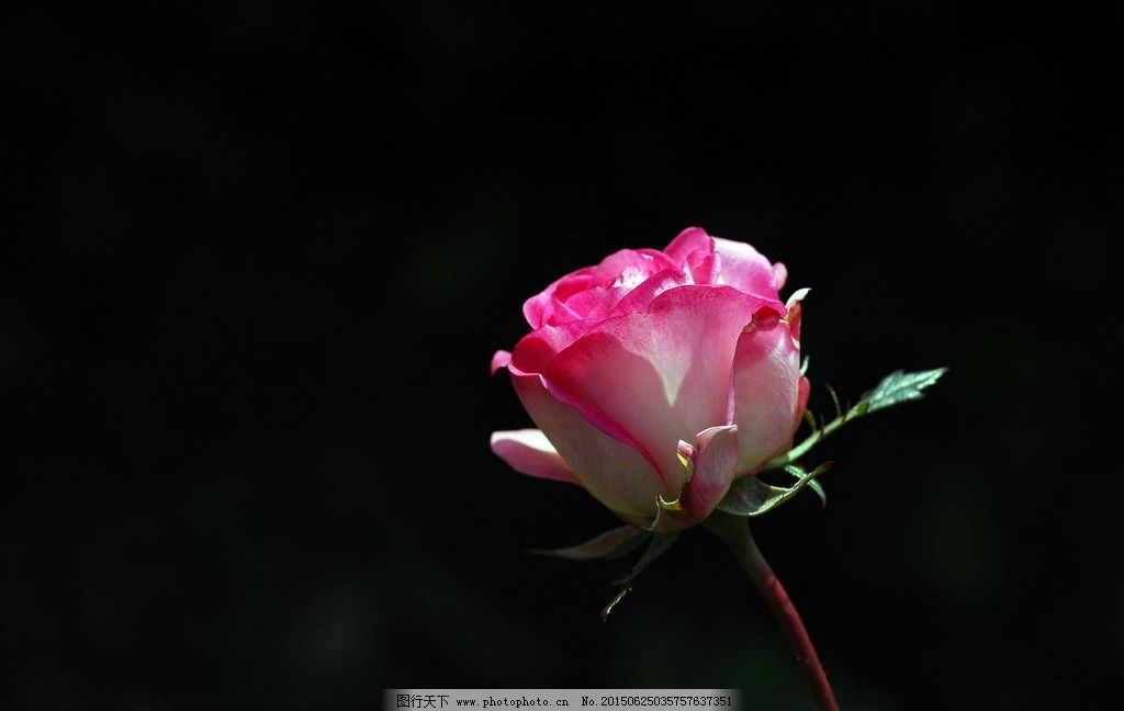 玫瑰花 唯美背影 玫瑰花图片 玫瑰花素材 玫瑰花模板 玫瑰花背景 花朵