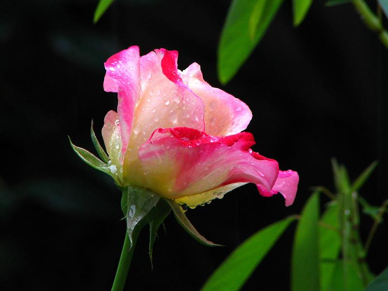 浪漫粉色月季花,浪漫粉色月季花图片,图片大全,高清