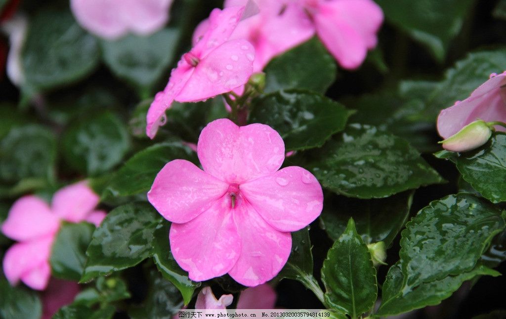 非洲凤仙花 花卉 生物世界 春色 花蕾 花蕊 花香 花朵 花草 花瓣 水滴