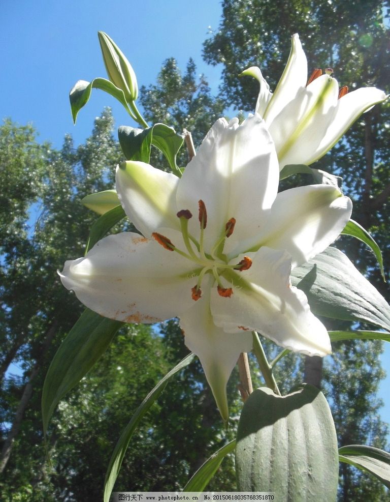 百合花图片