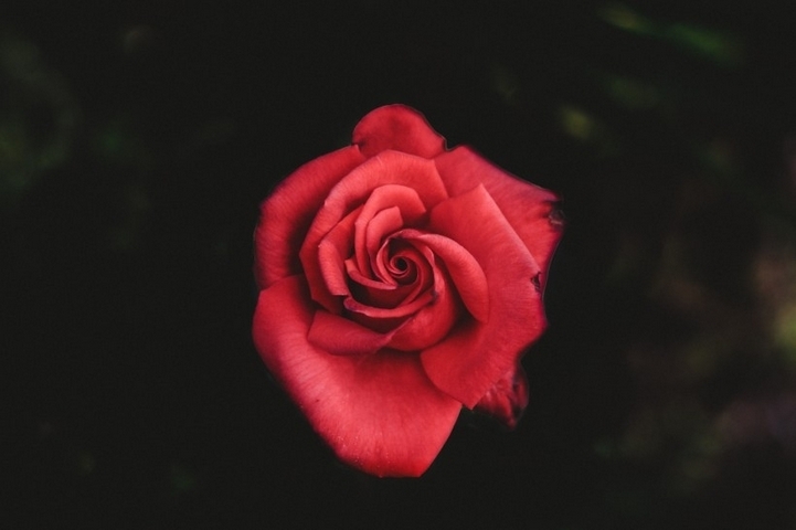 永远娇艳的玫瑰单支图片