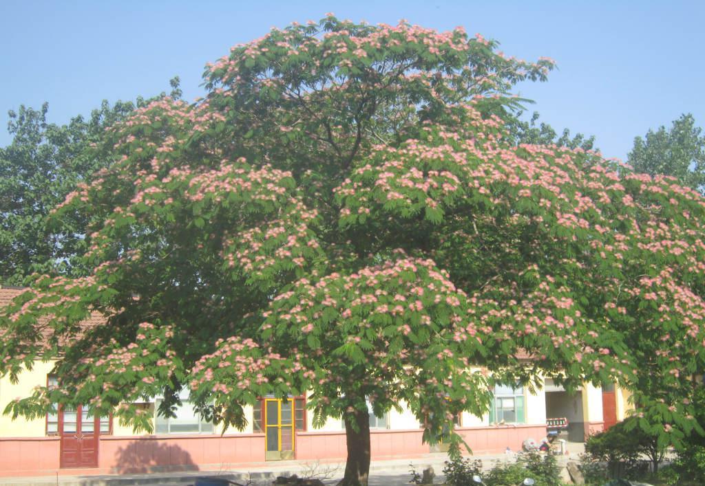 45岁芙蓉树  形好