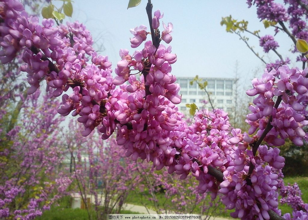 紫荆花图片