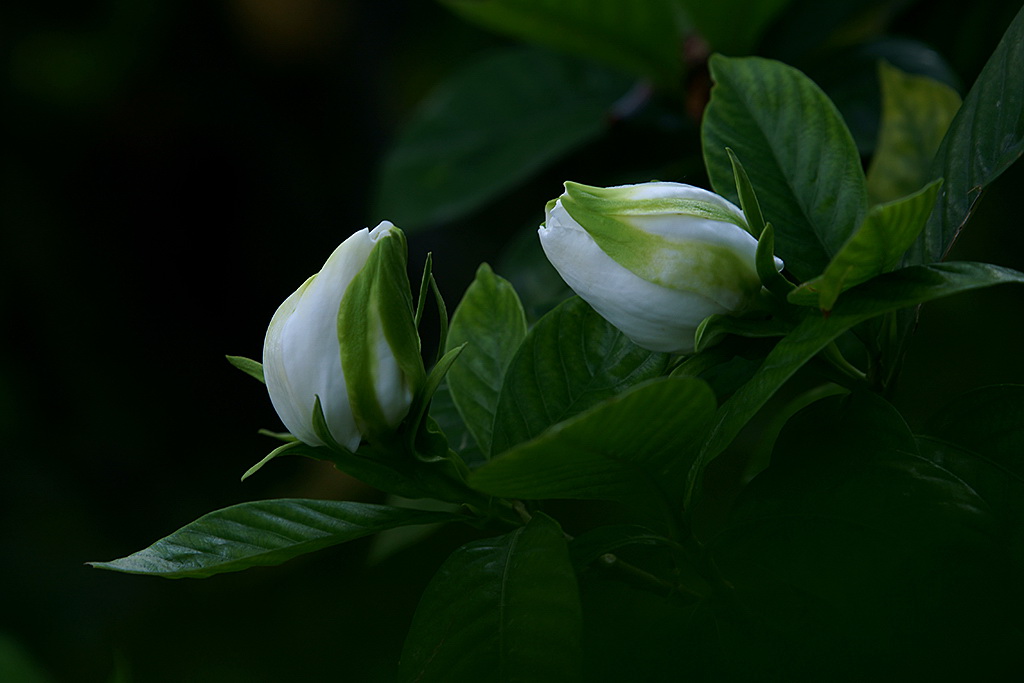 栀子花