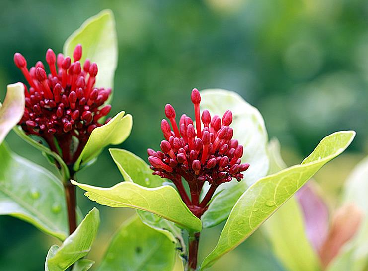 红仙丹图片,红仙丹花花蕊图片