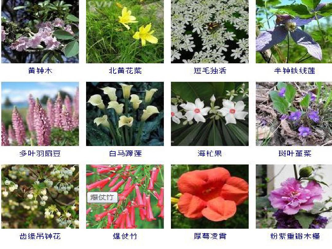 观花植物图片及名称