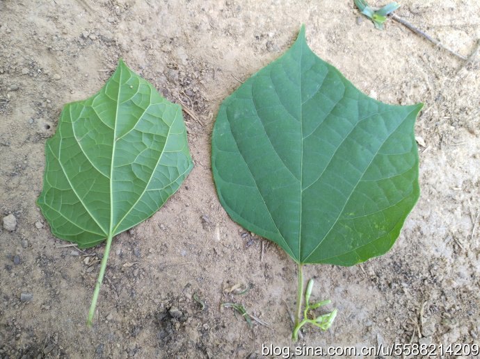 白龙须草药植物图片