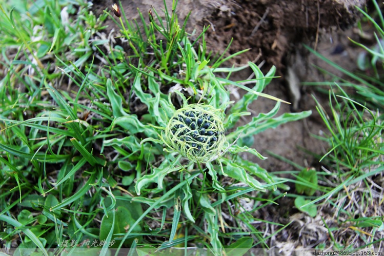 五步香植物图片