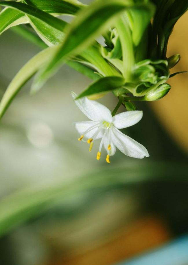 吊兰开花图片