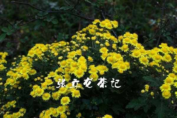 高原野生胎菊植物图片