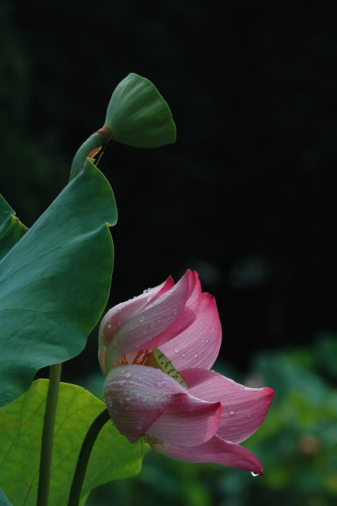 "   荷花开尽秋光晚,零落残红绿沼中."