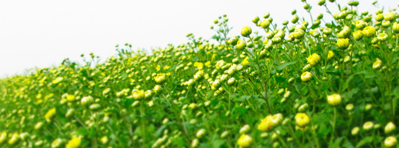 高原野生胎菊植物图片