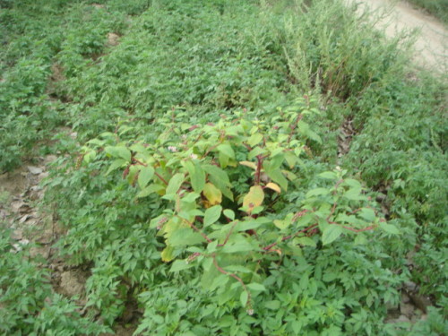 野生红参植物图片