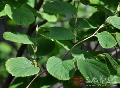 红毛药材植物图片