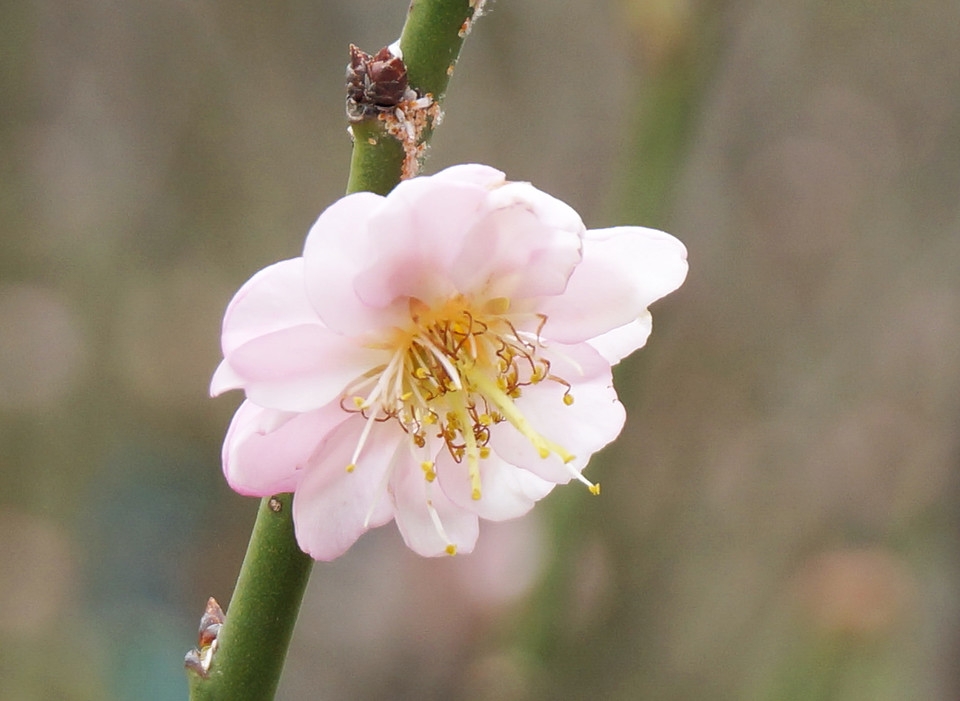 红色冬梅花盛开图片大全