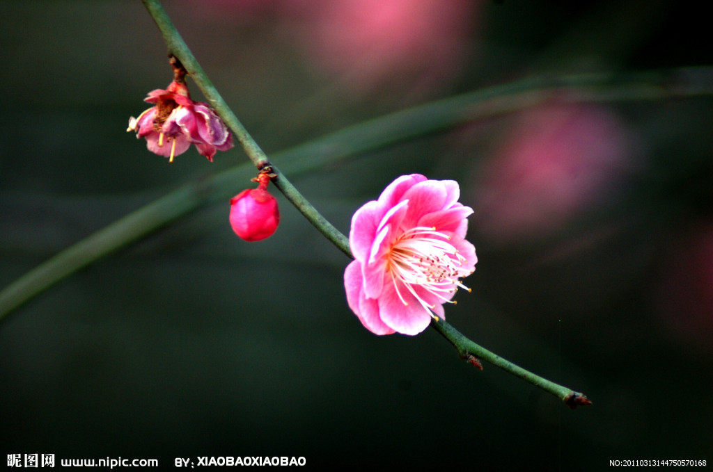 梅花泪