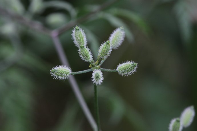 止痒草植物图片