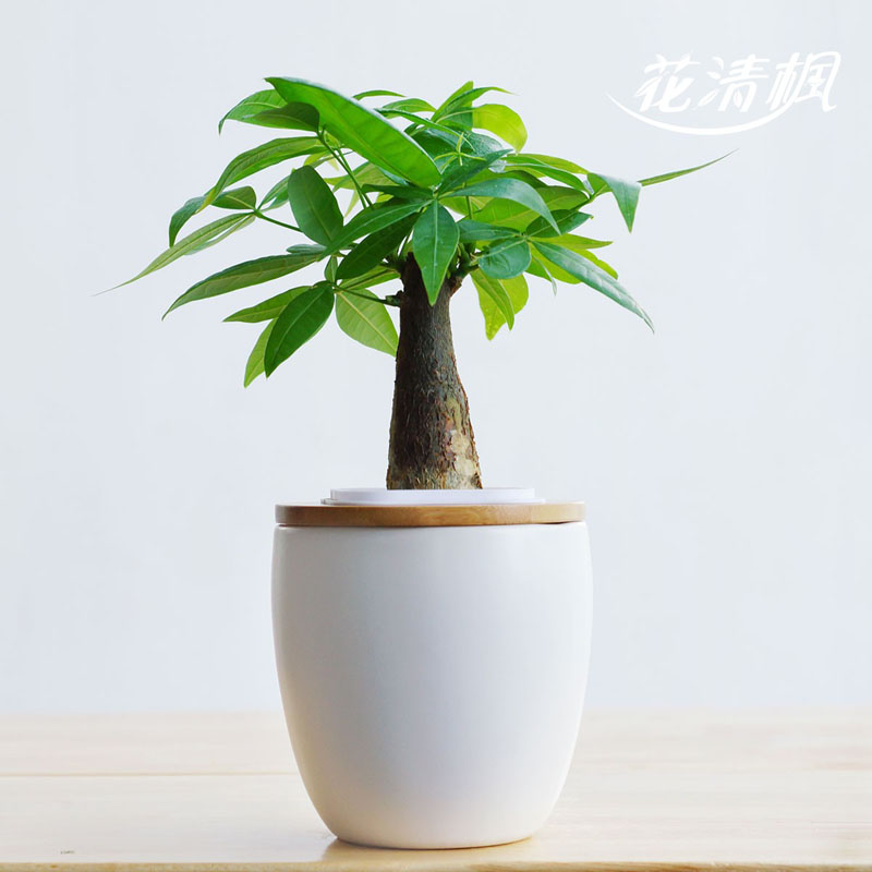 花清枫 如水发财树盆栽 室内盆景绿植水培迷你植物【活力棉土蛋形盆】