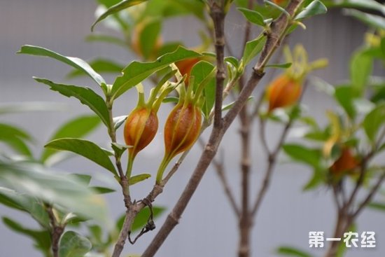 中药栀子果是栀子花结的果实吗?