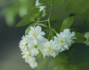 唯美的木香花护眼桌面壁纸图片