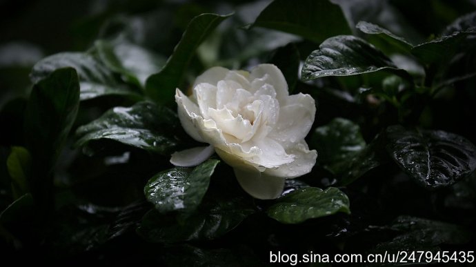 雨中栀子花