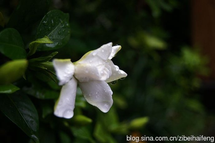 雨中栀子花