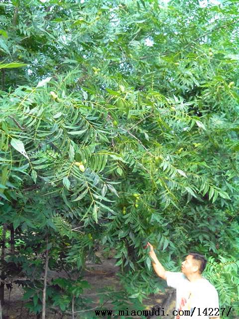 培育的美国山核桃嫁接苗,接穗,绿化树等已销往云南,安徽,四川,甘肃