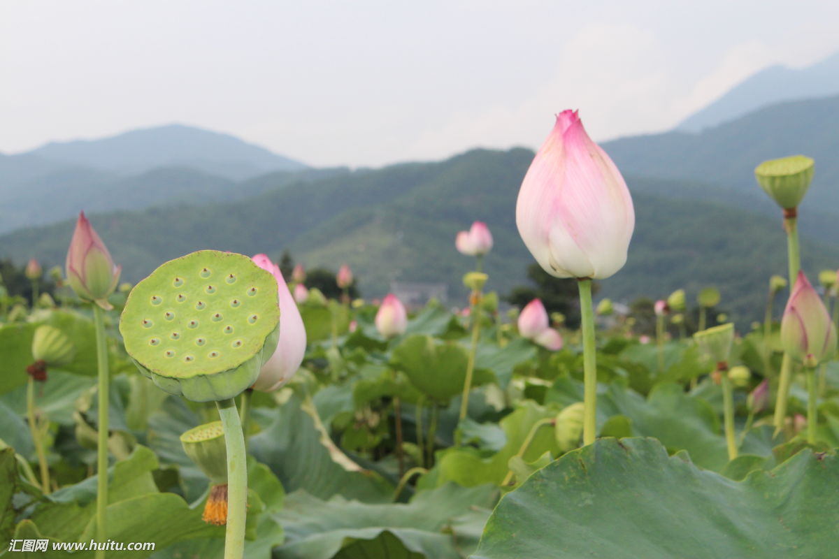 荷花莲藕