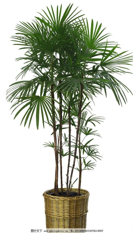棕榈树盆栽图片