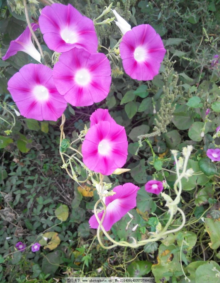 牵牛花 植物花 草花 图片