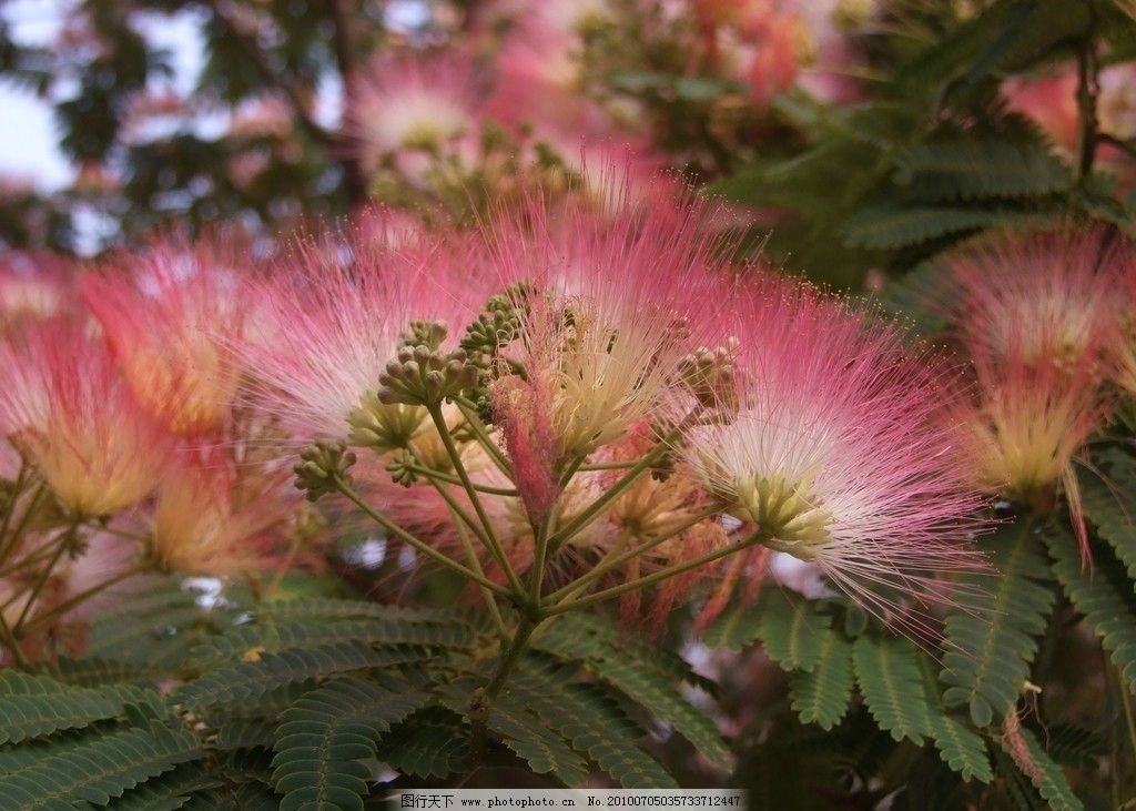 芙蓉树花图片