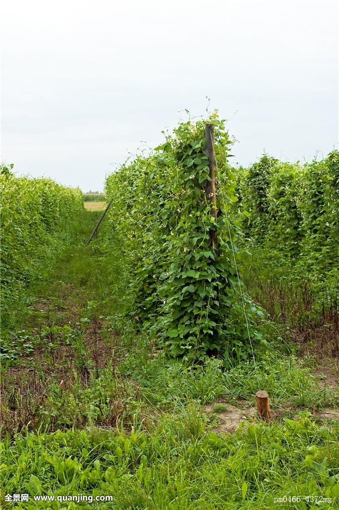 豆植物图片