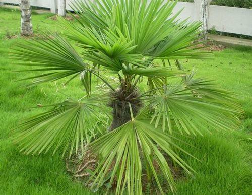 〕又名棕树,为棕榈科棕榈属的常绿 乔木.
