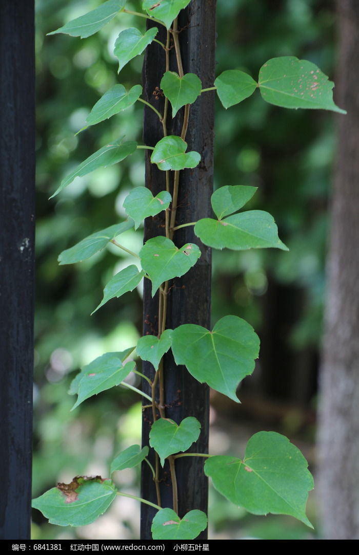 藤蔓中药植物图片