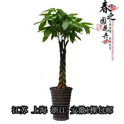 绿色盆景大型盆栽植物辫子发财树  室内绿植花卉开业送礼