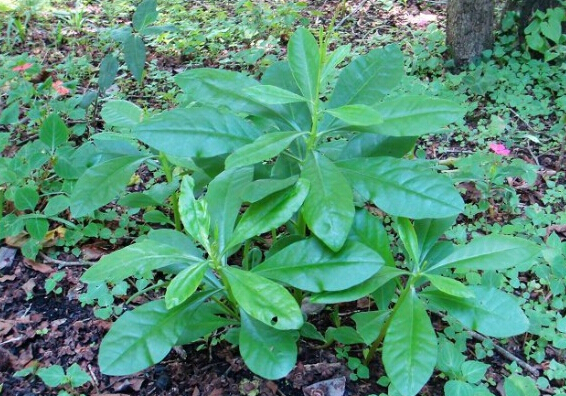 野人参图片植物图片