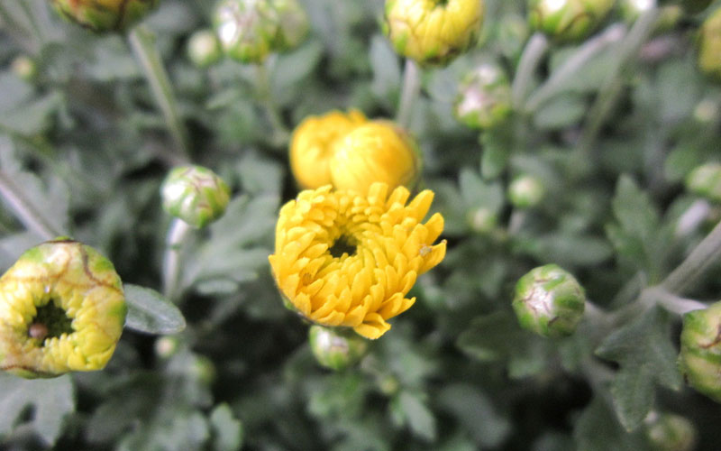 高原野生胎菊植物图片