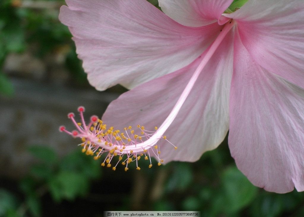 凤仙花 鲜花 花朵 花瓣 花蕊 花卉 花卉系列二 花草 生物世界 摄影 72